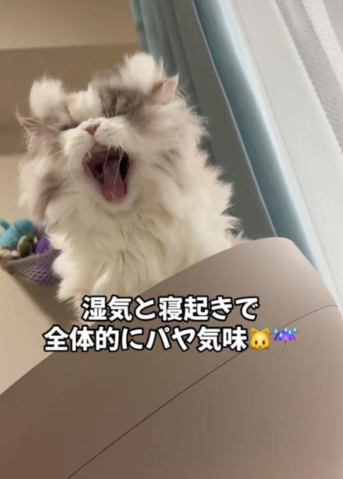 あくびする猫