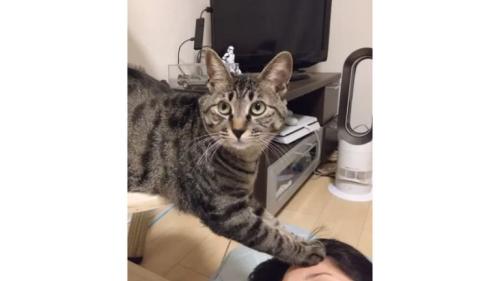 猫と女性