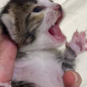 ぐったりして鳴きもしなかった子猫→保護から2週間…感動の『ビフォーアフター』に「ほんと良かったねぇ」「素晴らしい」と56万表示
