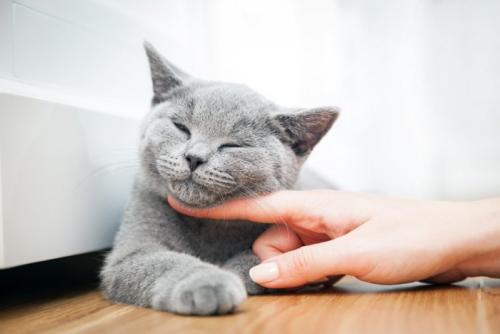 顎の下をなでられて気持ちよさそうな猫