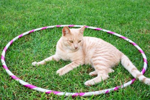 フラフープのなかに座り込む猫