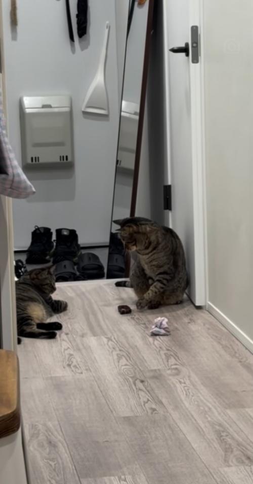 廊下でおもちゃを姉キジトラ猫に渡す弟キジトラ猫