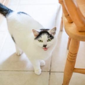 猫が『かまってほしい』と思っている行動5つ 気付いてあげたいサインや接し方のポイント
