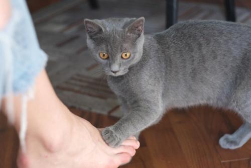 人の足を踏む子猫