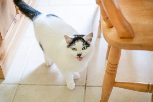 近寄る猫