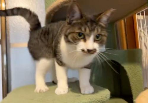 近づいてくる猫