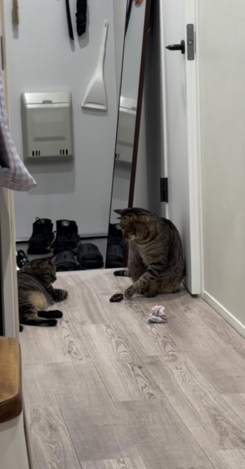廊下でおもちゃを姉キジトラ猫に渡す弟キジトラ猫