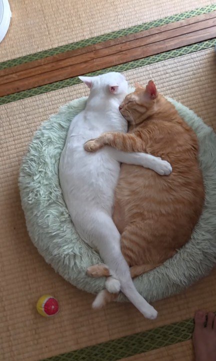 くっついて眠る2匹の猫