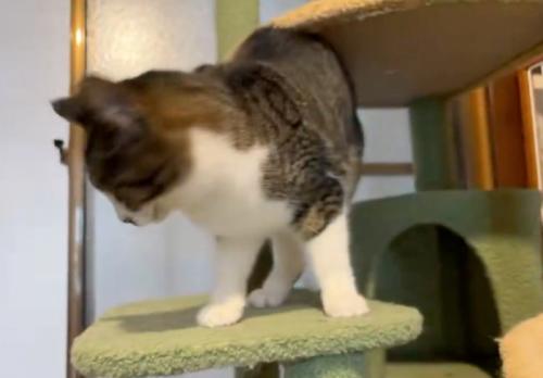 立ち去る猫