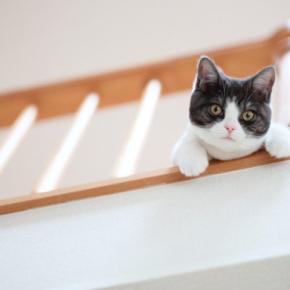 猫と『やたらと目が合う』3つの理由 視線を送ってくる意味や適切な対応