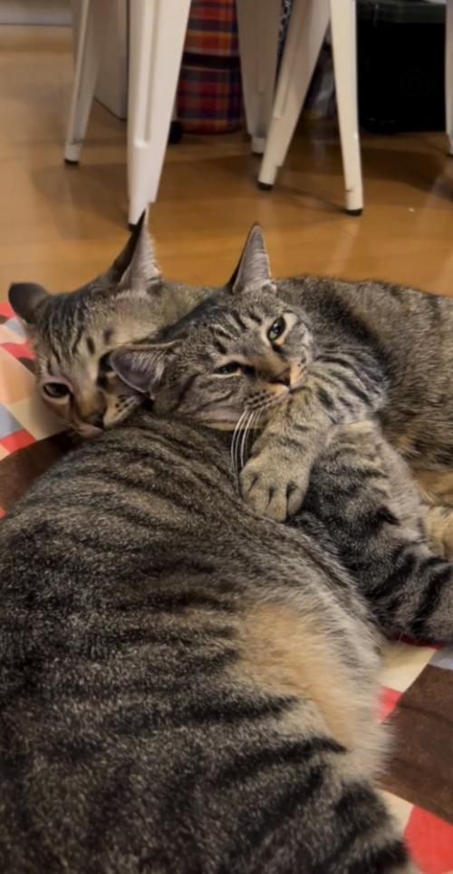 グルーミングし合う2匹のキジトラ猫
