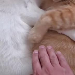 ぴったりくっついて眠る2匹の猫→飼い主が隙間に手を入れようとしたら…『393万再生』された光景に「愛が半端ない」「ほほえましいw」の声