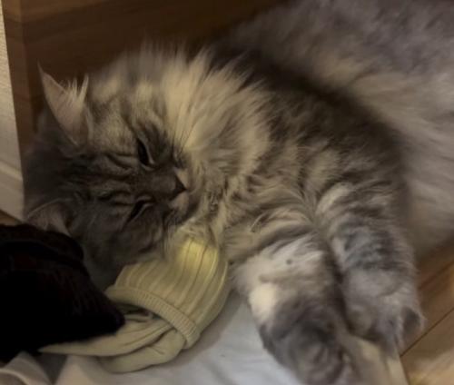 寝る猫
