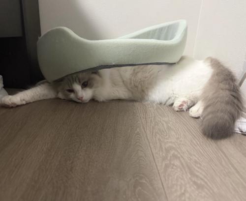ペット用ベッドを背中に乗せてくつろぐ猫