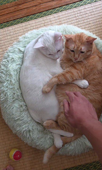 くっついている2匹の猫