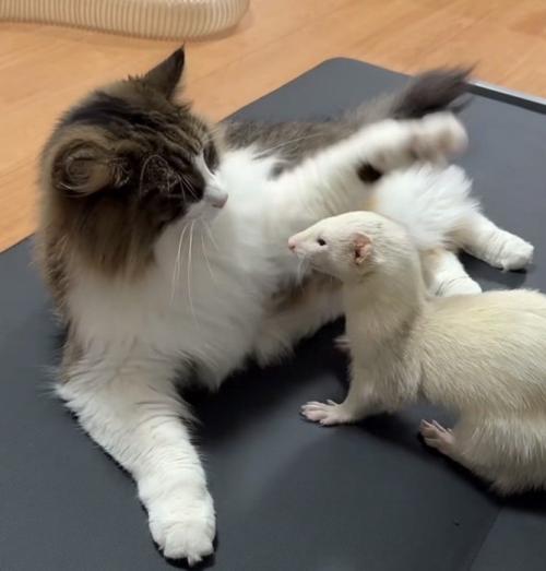 フェレットの前で左前足を上げる猫