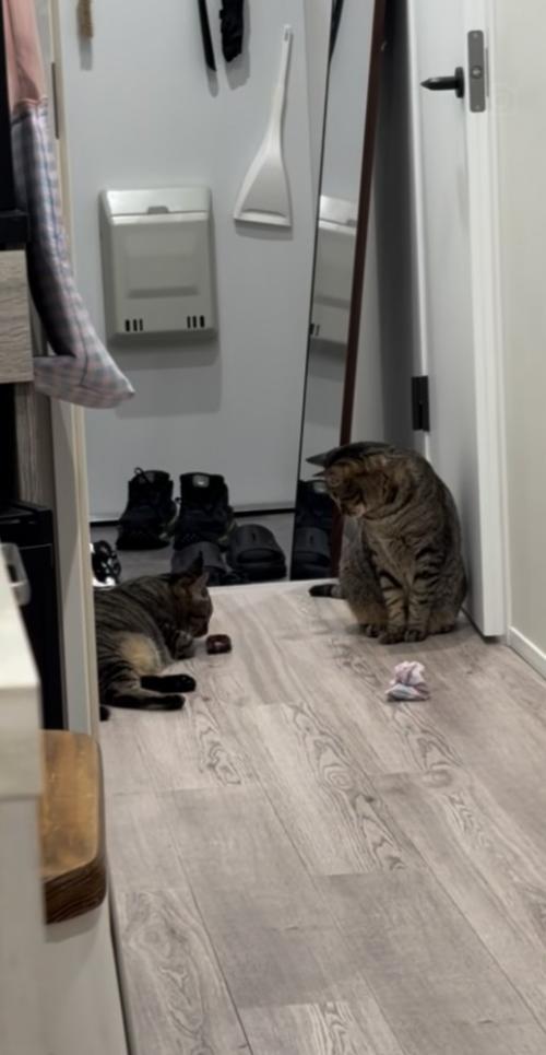 おもちゃの匂いを嗅ぐ姉キジトラ猫と見守る弟キジトラ猫