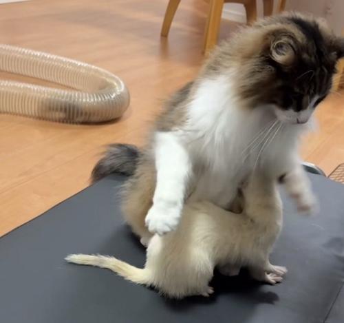 フェレットが下に潜り込み二本足で立ちあがる猫
