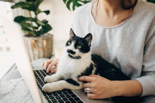 パソコン前に入り込む猫