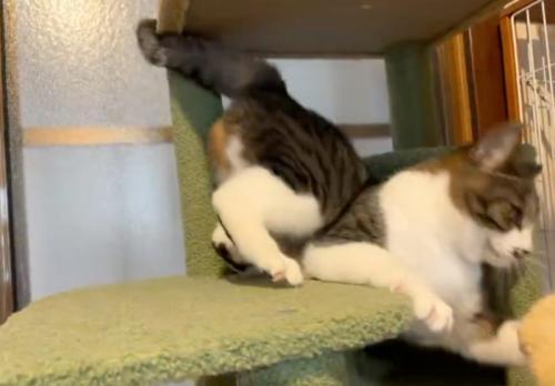 隙間に落ちた猫