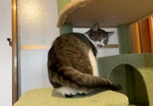キャットタワーに登る猫