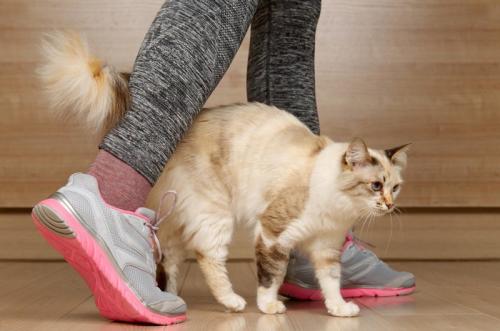 猫踏みそう