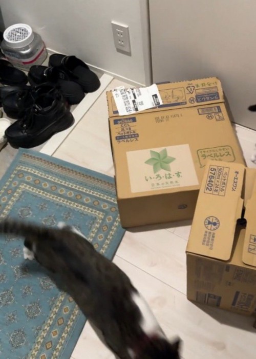 ダンボールの中から出て部屋の奥へ逃げていくキジ白猫