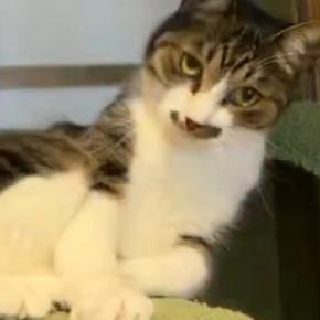 キャットタワーの上でゴロンと『寝転がろうとした猫』…まさかの展開に32万いいね「恥ずかしとこ消して!かなw」「うんうん人間が悪い」