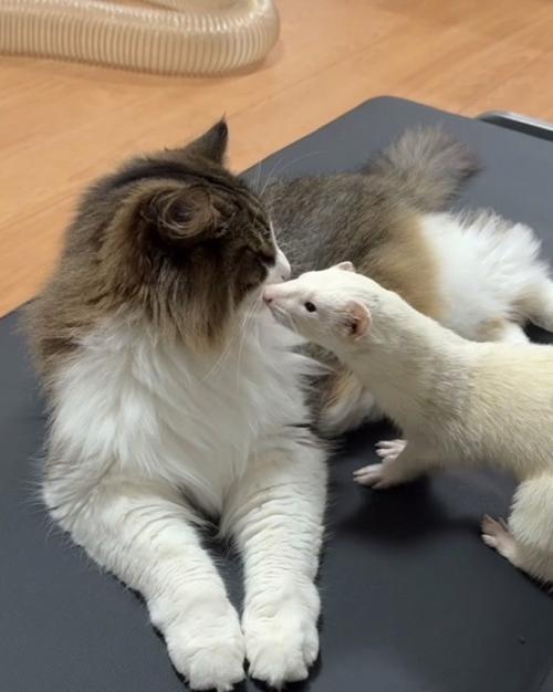 鼻を近づける猫とフェレット