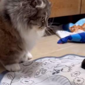 電動のおもちゃに『興味津々な猫』を見ていたら…あまりにも予想外な『可愛すぎる行動』に反響「狩るんじゃなくてw」「1歳の子どもみたいw」