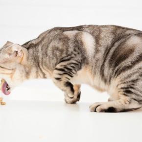 猫が『嘔吐した物の色』から原因がわかる?5種の色別の理由や注意すべきケースも解説
