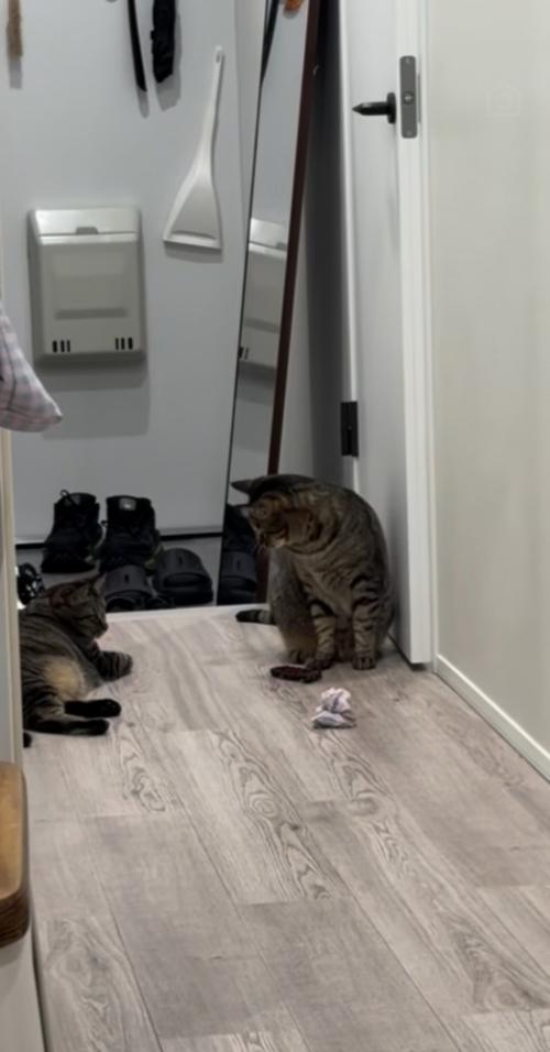廊下でおもちゃを姉キジトラ猫に渡す弟キジトラ猫