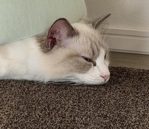 カーペットの上にうつ伏せになって眠る猫