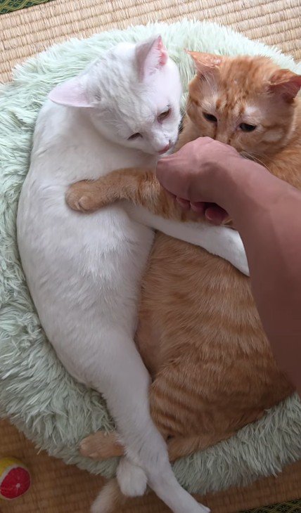 くっついている2匹の猫