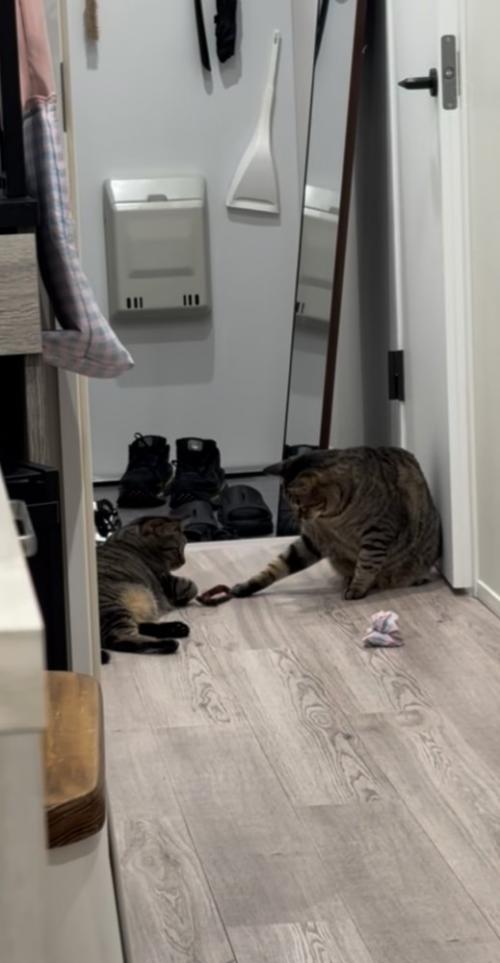 廊下でおもちゃで遊ぶ2匹のキジトラ猫