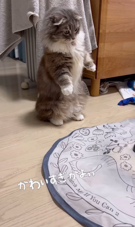 おもちゃを見る猫