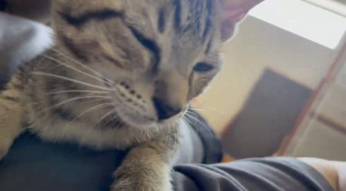 飼い主さんの膝の上にいるキジトラ猫