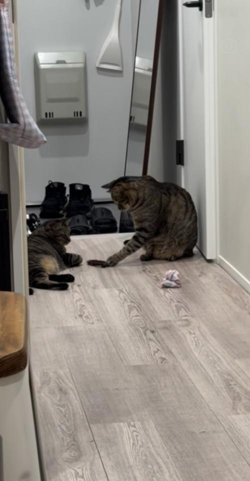 廊下でおもちゃを姉キジトラ猫に渡す弟キジトラ猫