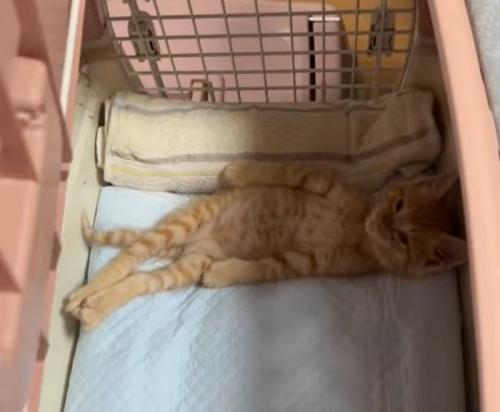 仰向けになって横になる子猫