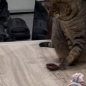 深夜に廊下を見たら『2匹の猫』がいて…まさかのやり取りに「微妙な空気感が可愛すぎるw」「一緒に遊びたいんだw」と15万再生