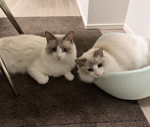 ペット用ベッドの上に乗る猫と、その隣でくつろぐ猫