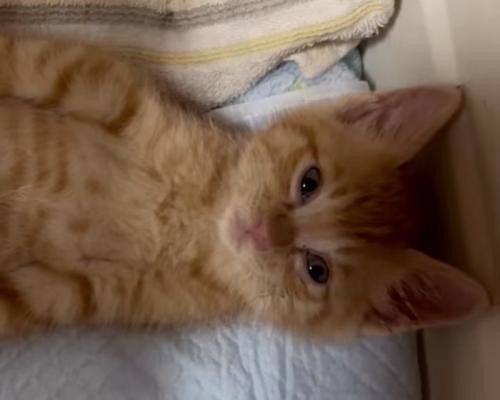 無表情な子猫のアップ