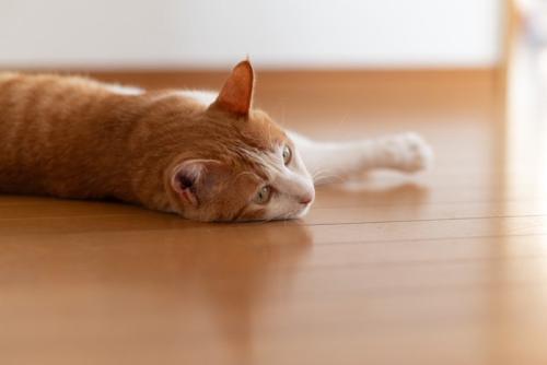 フローリングと猫