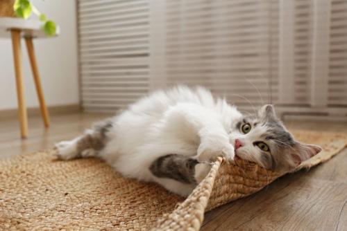 ひとりで遊ぶ猫