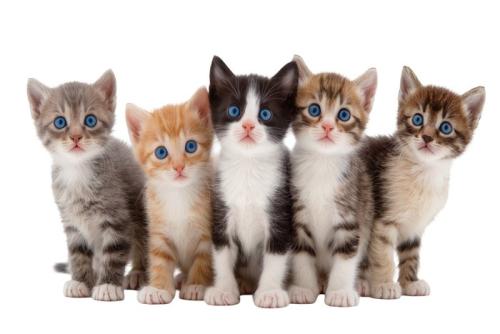 たくさんの子猫