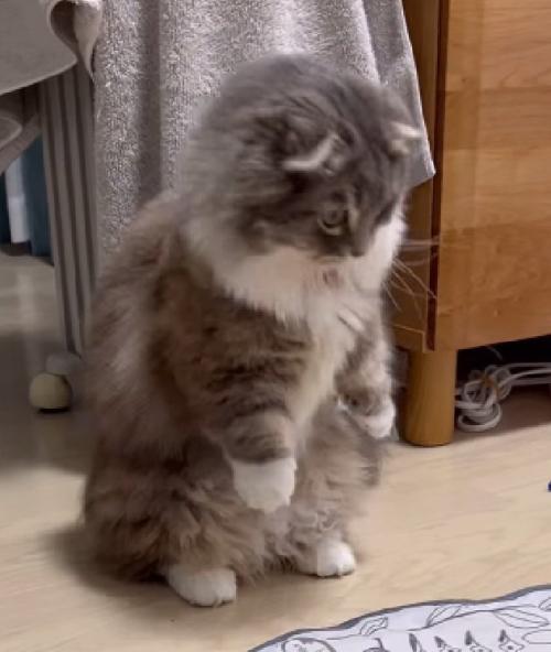 しゃがみ込む猫