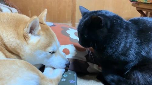 向き合うふたり(少し目を開けた姿)