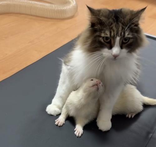 猫の前足に挟まれ上を向くフェレット