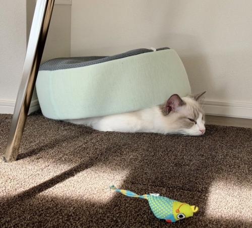 うつ伏せになって、背中にペット用ベッドを乗せている猫