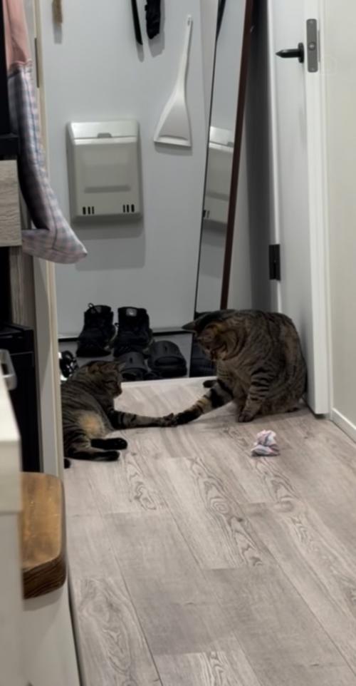 廊下でおもちゃで遊ぶ2匹のキジトラ猫